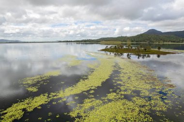 Su bitkilerinin ve vahşi hayatın yüzdüğü bir barajın üzerindeki küçük bir ada. Kinchant Barajı, Queensland, Avustralya