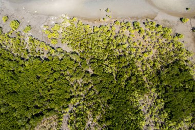 Kum ve çamur düzlüklerini gösteren alçak gelgitte kıyı şeridi havası. Cape Hillsborough, Queensland, Avustralya
