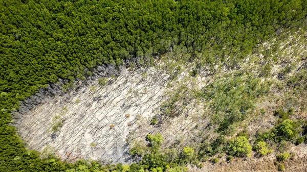 Tinggi Lanskap Udara Pantai Mangrove Lingkungan — Stok Foto