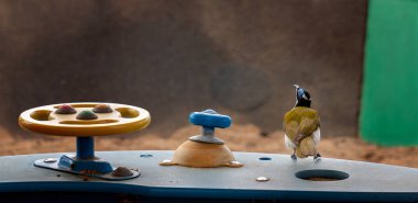 Parkta oyun parkında oturan mavi yüzlü bal yiyici.