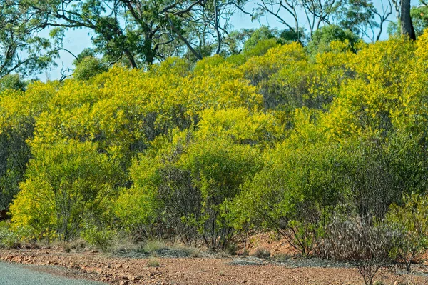 Árvores Vigia Flor Com Suas Flores Amarelas Brilhantes Lado Uma — Fotografia de Stock