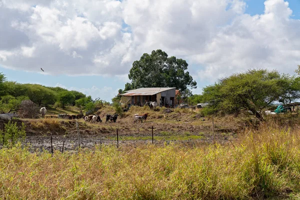 Pâturage Bétail Dans Enclos Clôturé Derrière Propriété Des Propriétaires Avec — Photo