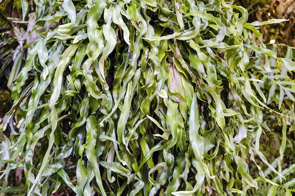 Close Van Een Groene Varen Cascade Van Bladeren — Stockfoto