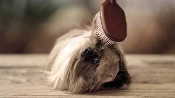 Cute Guinea Pig Also Known Cavy Having His Long Hair — Stock Photo, Image