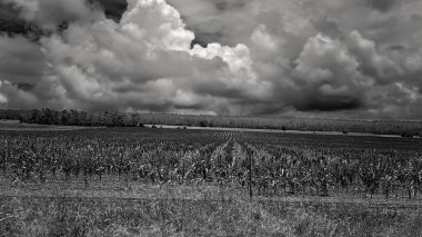 Avustralya kırsalında, parlak mavi gökyüzünün altında büyüyen bir sorgum tarlası. Siyah ve beyaz.