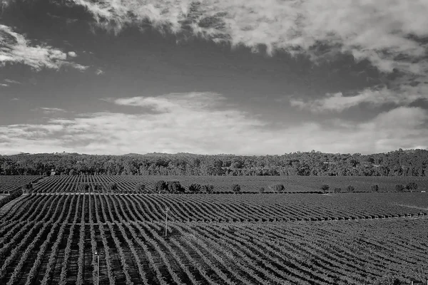 Vue Aérienne Monotone Rangées Vignes Dans Vignoble Australien Image Noir — Photo