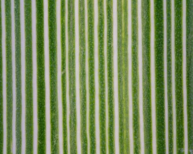 Rezene otunun sapının ultra makrosu, sadece 1 cm çapında.