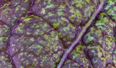 Ultra makro, dev bir hardal yaprağının bir kısmını kapatır.