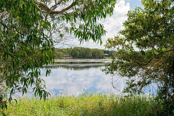 Bomen Gras Die Een Lagune Omlijsten Bedekt Met Waterplanten — Stockfoto