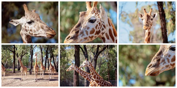 Collage Girafes Avec Des Gros Plans Individuels Aussi Avec Leur — Photo