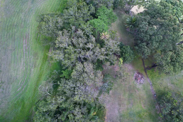 Drone Antenn Landskap Över Bäck Helt Skymd Träd Och Buske — Stockfoto