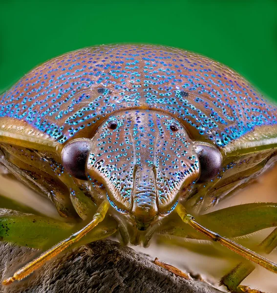 Ultra Makro Närbild Gorse Shield Bug Visar Sina Detaljerade Färger — Stockfoto