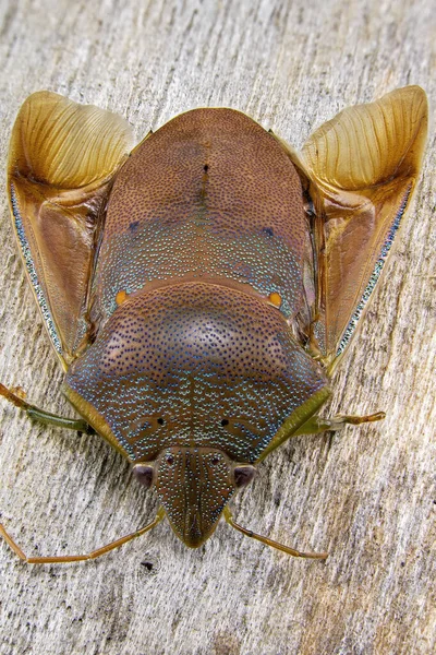 Macro Primer Plano Mirando Hacia Abajo Gorse Shield Bug — Foto de Stock
