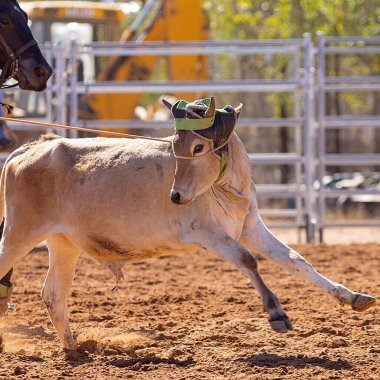 Batı sporunun yoğun hareketini ve tozlu atmosferini yakalayarak bir yarışma sırasında iple bağlanan bir buzağının yüksek enerjili çekimi..