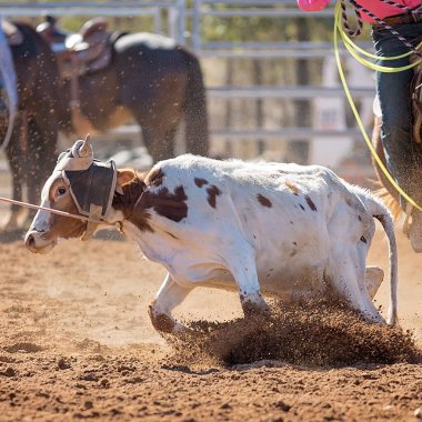 Batı sporunun yoğun hareketini ve tozlu atmosferini yakalayarak bir yarışma sırasında iple bağlanan bir buzağının yüksek enerjili çekimi..