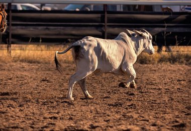 Toprak yolda koşan güçlü beyaz bir öküzün yan görüş görüntüsü. Bir yarışma sırasında kaslarını ve hareketlerini gösteriyor.