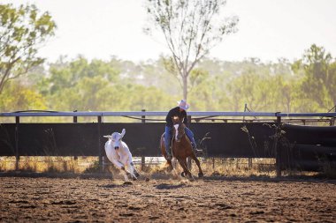 Beyaz kovboy şapkalı odaklanmış bir sürücü, tozlu kamp alanında beyaz bir öküze rehberlik etmek için dörtnala koşan kestane bir atla manevra yapıyor..