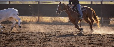 Tozlu arena zemininin panoramik manzarasında bir binici ve at başarılı bir şekilde beyaz bir dümeni çitten uzaklaştırıyor..