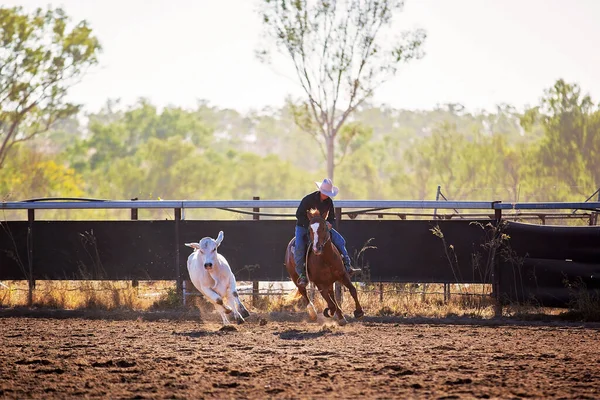 Beyaz kovboy şapkalı odaklanmış bir sürücü, tozlu kamp alanında beyaz bir öküze rehberlik etmek için dörtnala koşan kestane bir atla manevra yapıyor..