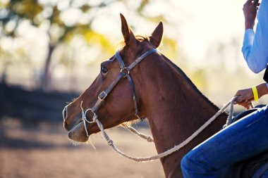 Batılı deri dizgin giyen kestane rengi bir atın detaylı yan profili ve yumuşak bir güneş ışığına karşı ısırık izi..