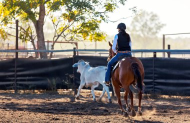 Batı binicilik yarışması sırasında tozlu bir arenada beyaz bir Brahman ineğini güden bir kadın sürücünün aksiyon fotoğrafı..