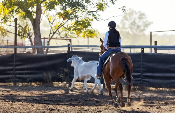 Batı binicilik yarışması sırasında tozlu bir arenada beyaz bir Brahman ineğini güden bir kadın sürücünün aksiyon fotoğrafı..