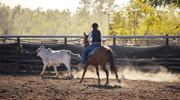 Batı binicilik yarışması sırasında tozlu bir arenada beyaz bir Brahman ineğini güden bir kadın sürücünün aksiyon fotoğrafı..