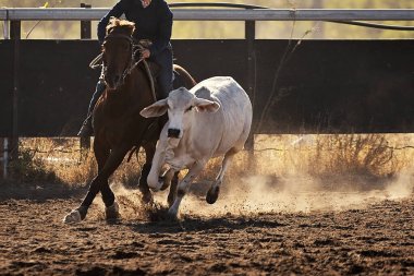 Batı binicilik yarışması sırasında tozlu bir arenada yarışan at ve beyaz bir Brahman öküzünün dinamik yan yana çekimi..