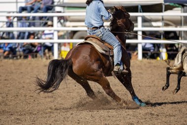 Kestane atı keskin bir viraja girerken bir kovboy kız eyerinin altında oturur ve rodeo performansı için gereken çeviklik ve gücü gösterir..