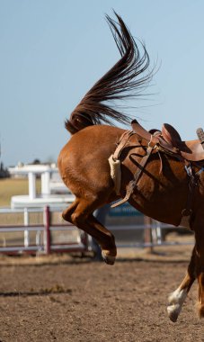 Sıçrayan bir atın arka açısı havada yakalandı ve kuyruğu dramatik bir hareketle yukarı doğru süpürülüyor. Batı sporu, at gücü ve aksiyon fotoğrafçılığı için harika..