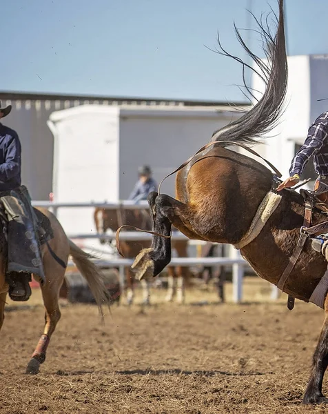 Çitin arkasında görünen diğer biniciler ve izleyicilerle birlikte hareket halindeki bir vahşi at binicisinin yer aldığı geniş rodeo aksiyon sahnesi. Etkinlik tanıtımı, batı kültürü ve açık hava spor hikayeleri için harika..