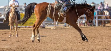 Rodeo Sürücüsüyle Atların Ortası Havası