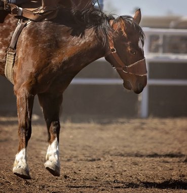 Rodeo atı sahneden önce toprak alanda duruyor.