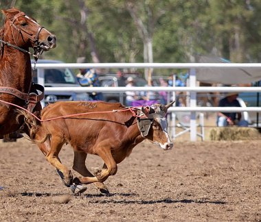 Rodeo yavrusu halatla ileri doğru hücum ediyor.
