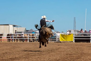 Avlanan bir boğanın üzerinde ustalıkla dengede duran bir kovboyun arka görüntüsü, hayvan arenada tozlanırken kollar havada..