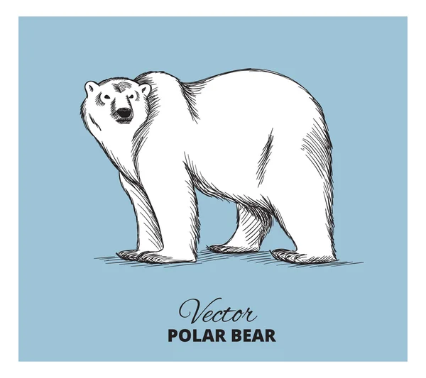 Ilustração desenhada à mão urso polar — Vetor de Stock