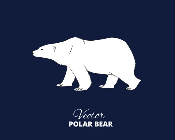 Eisbär handgezeichnete Illustration — Stockvektor