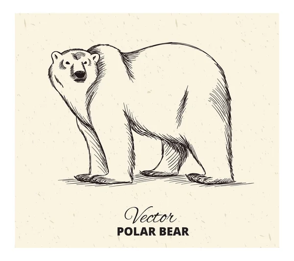 Ilustração desenhada à mão urso polar —  Vetores de Stock