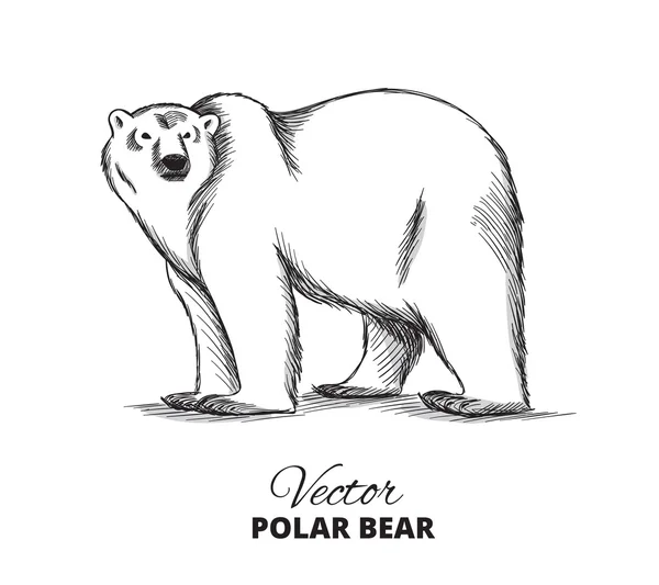 Ilustração desenhada à mão urso polar — Vetor de Stock