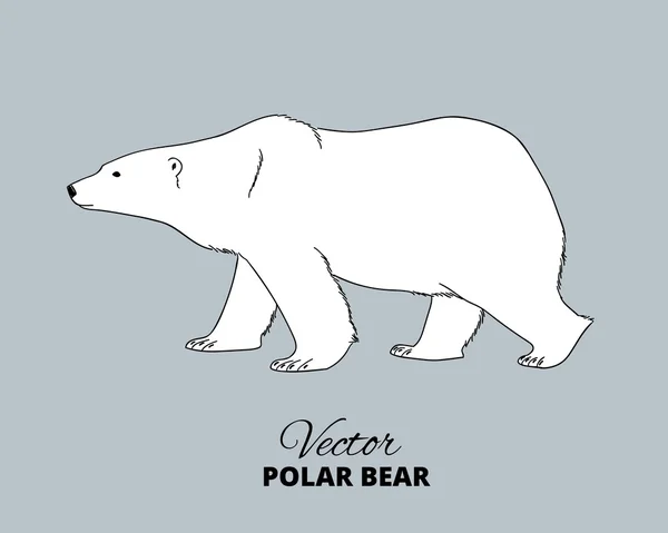 Polar bear hand drawn illustration — Stock Vector