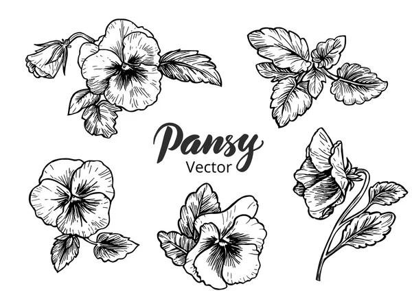 Hand drawn pansy flowers — Stock Vector