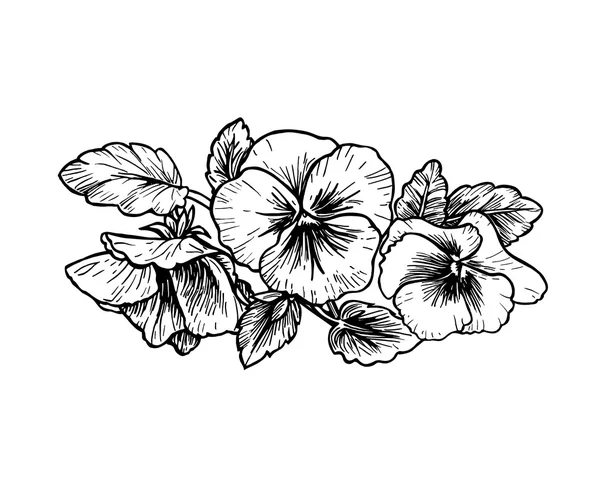 Fleurs pansées dessinées à la main — Image vectorielle