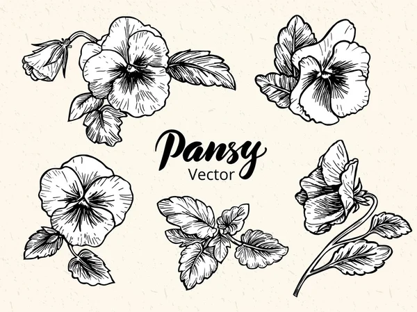 Hand drawn pansy flowers — Stock Vector