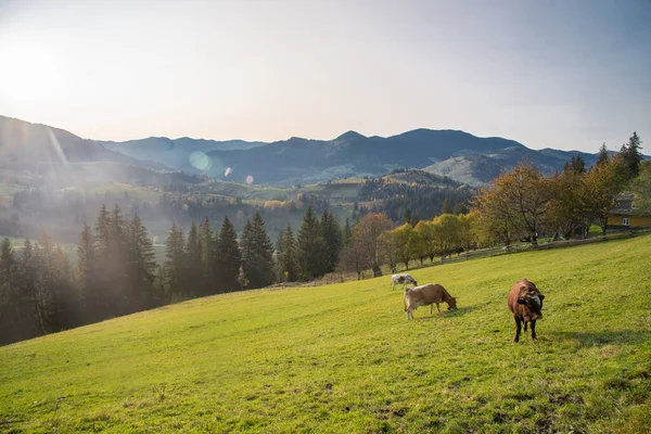 Herfst landschap in de bergen. Karpaten, Oekraïne — Stockfoto