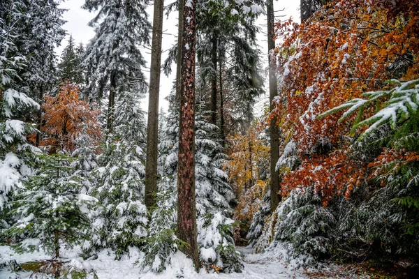 Ліс з осіннім листям і снігом. Карпат (Україна) — стокове фото