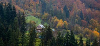 Sonbahar yapraklı orman. Karpatlar, Ukrayna