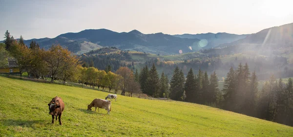 Paisagem de outono nas montanhas. Cárpatos, Ucrânia — Fotografia de Stock