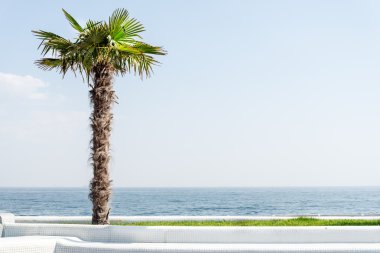 Yeşil palmiye ağacı