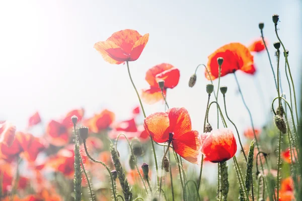 red poppy field