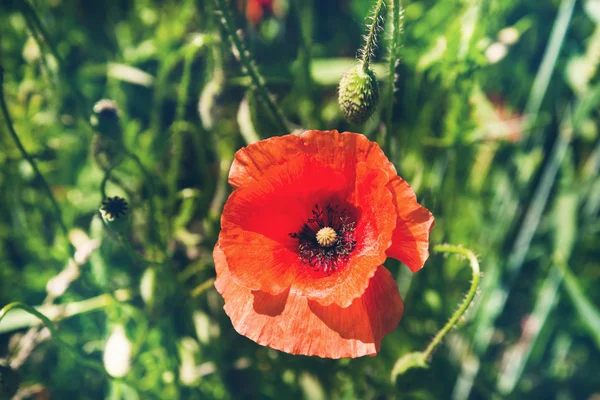 Czerwony kwiat maku — Zdjęcie stockowe